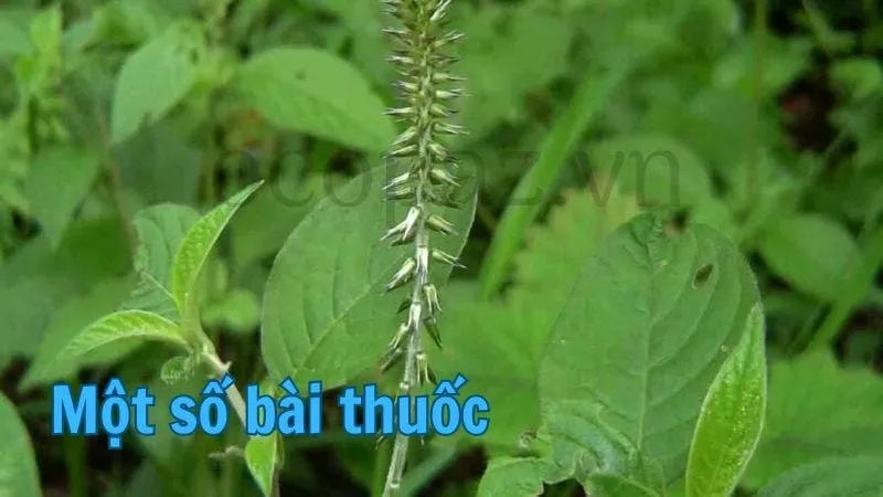 Một số bài thuốc từ cây cỏ xước?