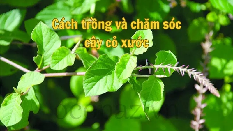 Cách trồng và chăm sóc cây cỏ xước