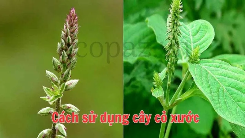 Cách sử dụng cây cỏ xước