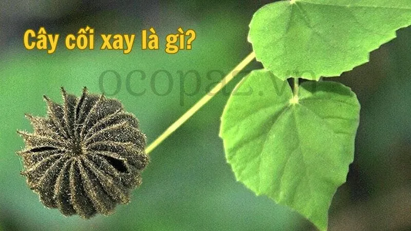 Cây cối xay là gì?