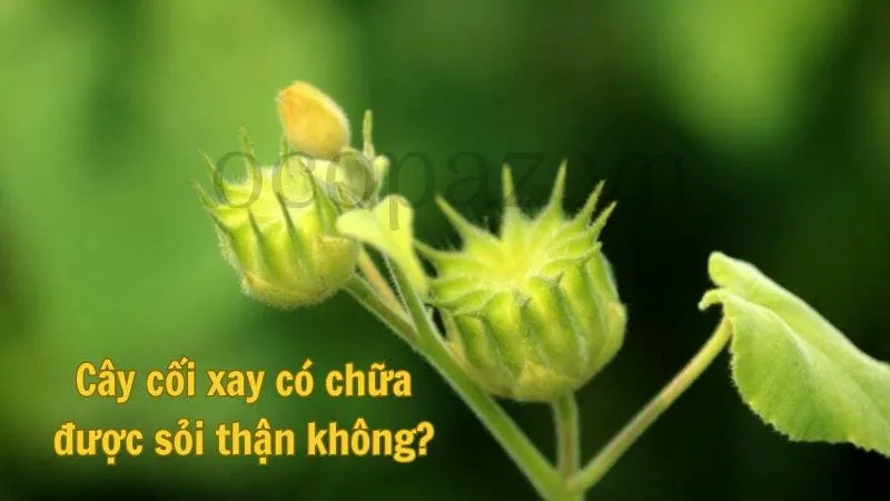 Cây cối xay có chữa được sỏi thận không?