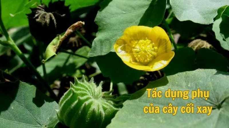 Tác dụng phụ của cây cối xay