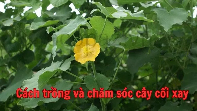 Cách trồng và chăm sóc cây cối xay