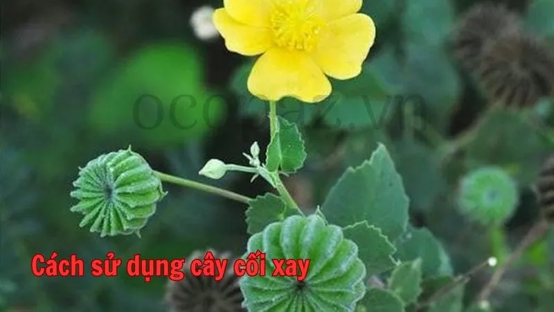 Cách sử dụng cây cối xay