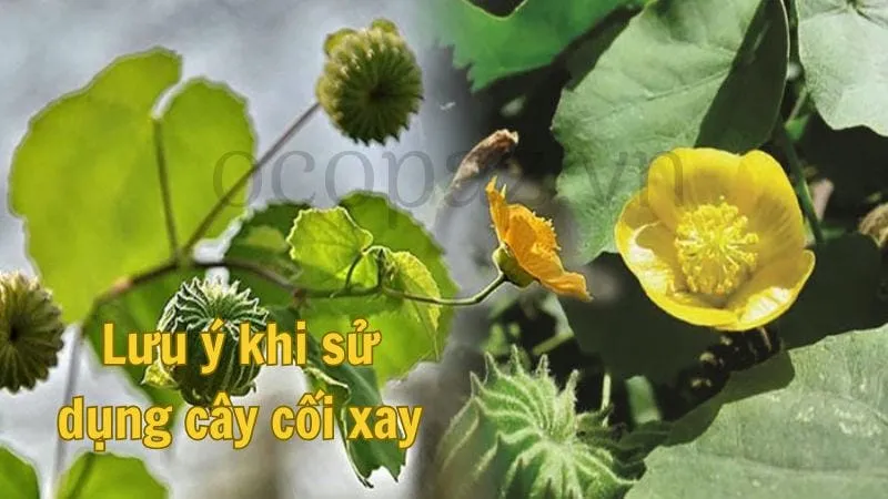 Lưu ý khi sử dụng cây cối xay