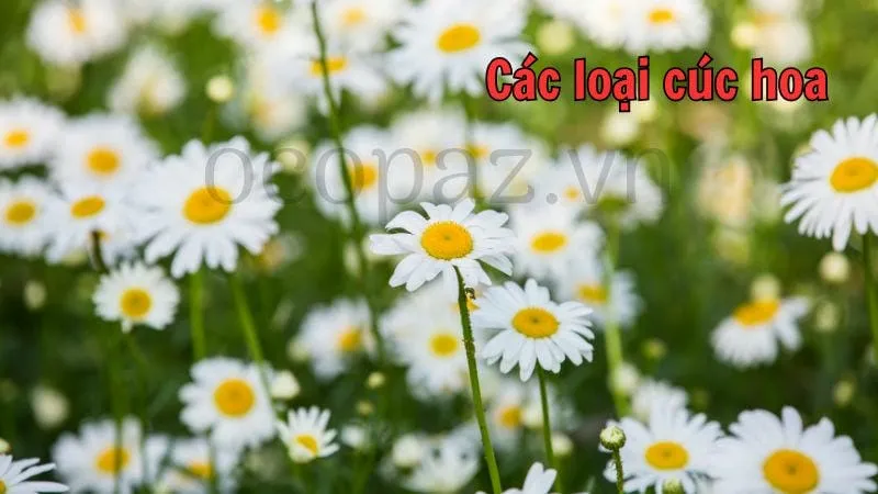 Các loại cúc hoa