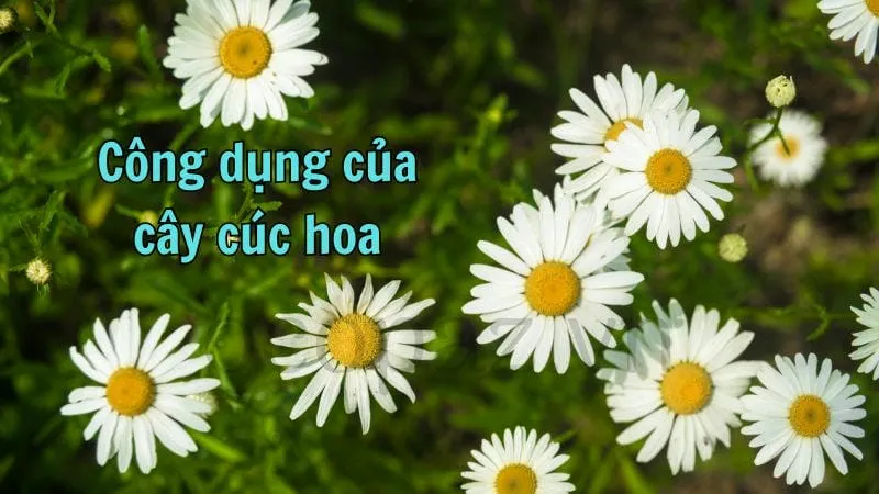 Công dụng của cây cúc hoa