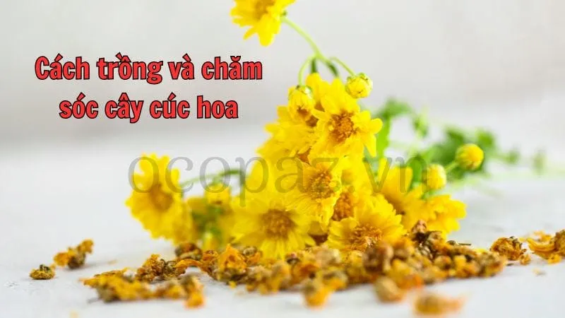 Cách trồng và chăm sóc cây cúc hoa