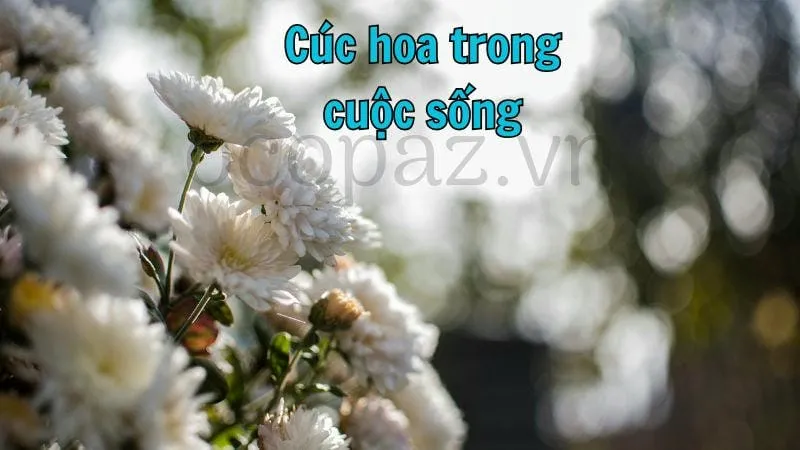 Cúc hoa trong cuộc sống