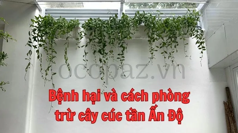 Cách trồng và chăm sóc cây cúc tần Ấn Độ