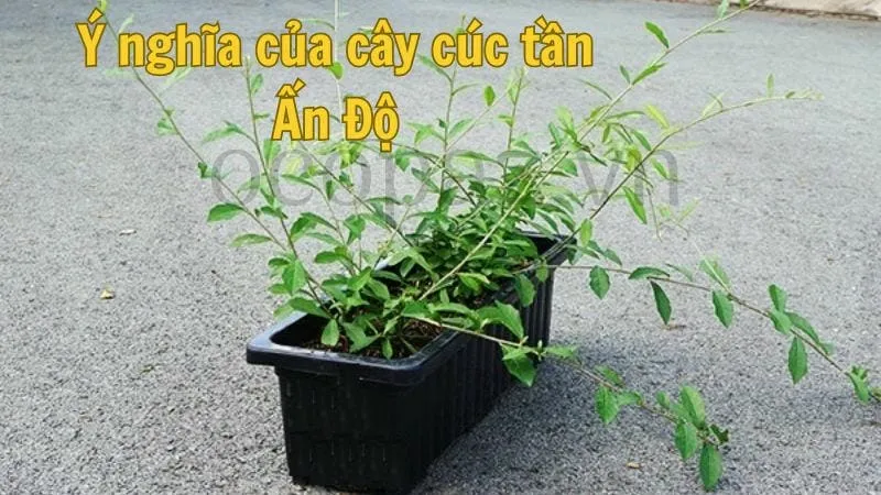 Ý nghĩa của cây cúc tần Ấn Độ