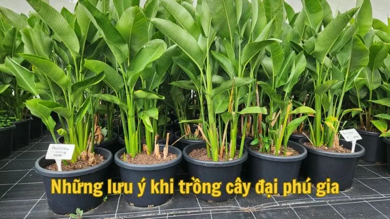 Những lưu ý khi trồng cây đại phú gia