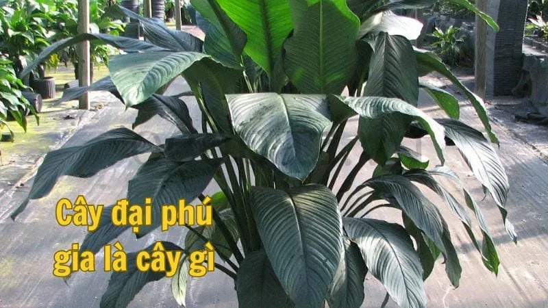 Cây đại phú gia là cây gì?