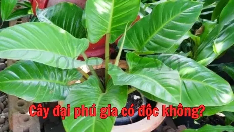 Cây đại phú gia có độc không?