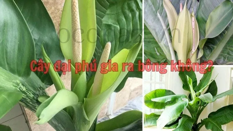 Cây đại phú gia ra bông không?