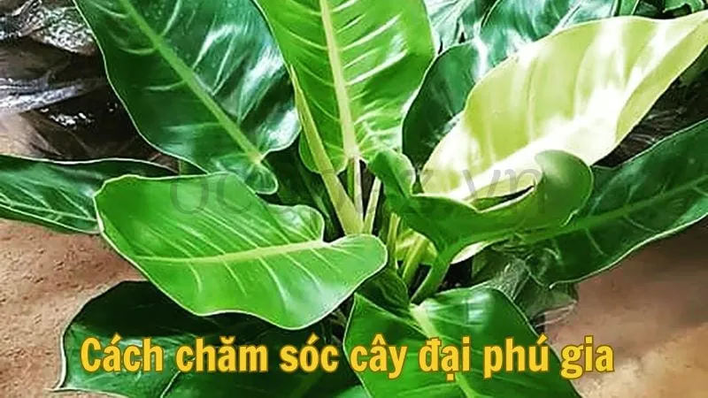 Cách chăm sóc cây đại phú gia