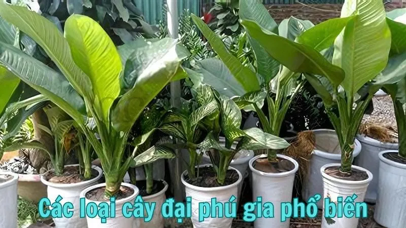 Các loại cây đại phú gia phổ biến