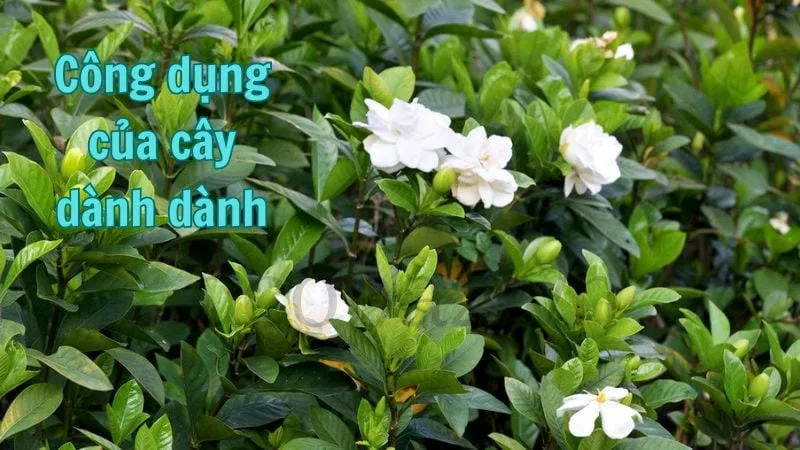 Công dụng của cây dành dành