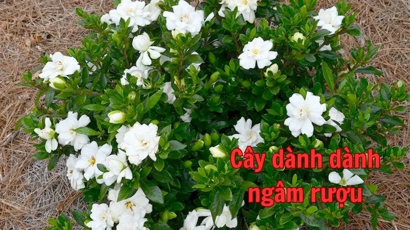 Cây dành dành ngâm rượu