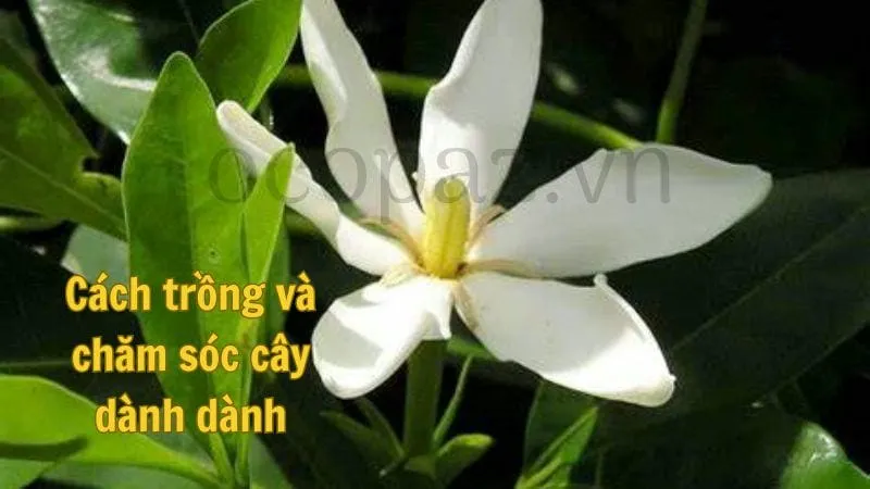 Cách trồng và chăm sóc cây dành dành