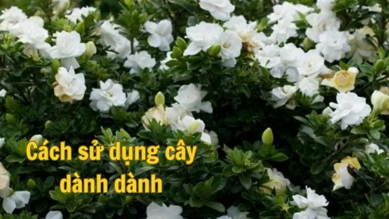 Cách sử dụng cây dành dành