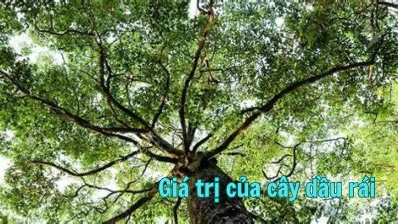 Giá trị của cây dầu rái