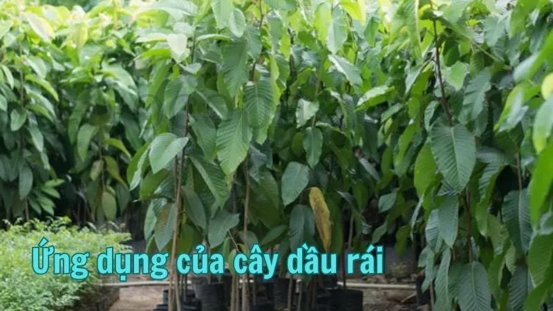 Ứng dụng của cây dầu rái