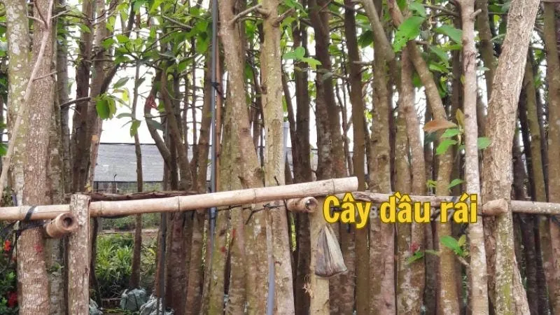 Cây dầu rái - Đặc điểm, giá trị và ứng dụng của cây 