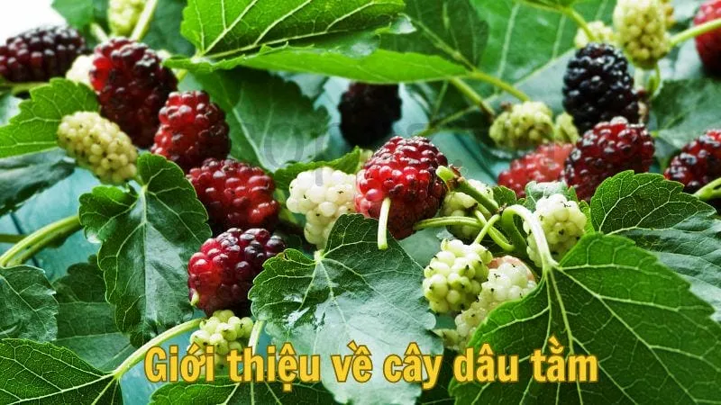 Giới thiệu về cây dâu tằm