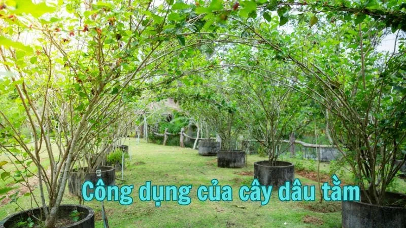 Công dụng của cây dâu tằm