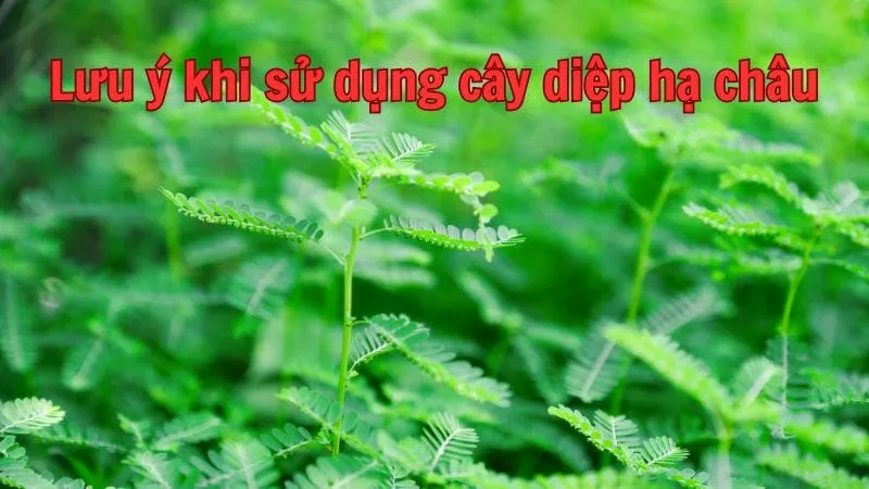 Lưu ý khi sử dụng cây diệp hạ châu