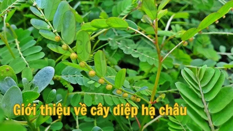 Giới thiệu về cây diệp hạ châu