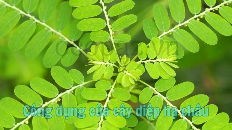 Công dụng của cây diệp hạ châu