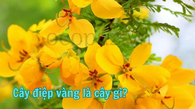 Cây điệp vàng là cây gì?