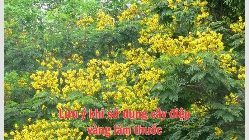 Lưu ý khi sử dụng cây điệp vàng làm thuốc