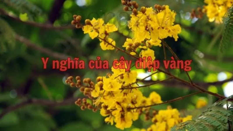 Y nghĩa của cây diệp vàng