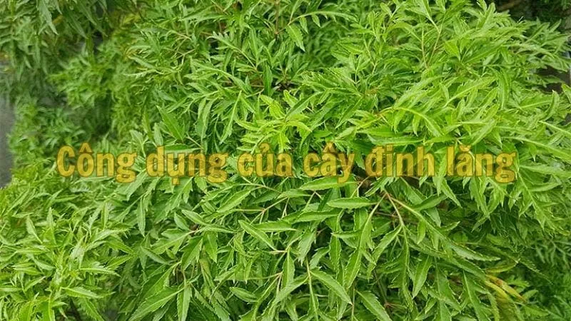 Công dụng của cây đinh lăng