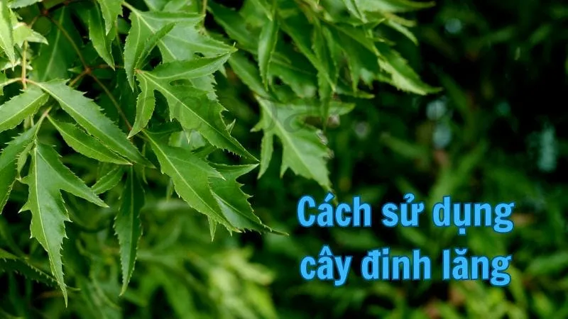 Cách sử dụng cây đinh lăng