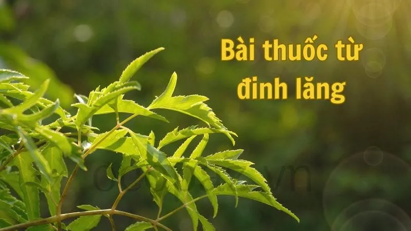 Bài thuốc từ đinh lăng