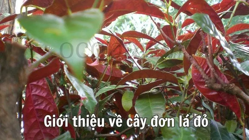 Giới thiệu về cây đơn lá đỏ