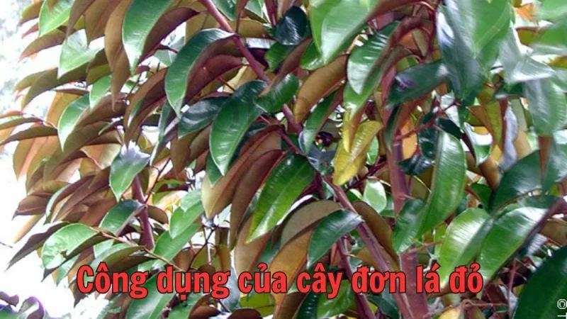 Công dụng của cây đơn lá đỏ