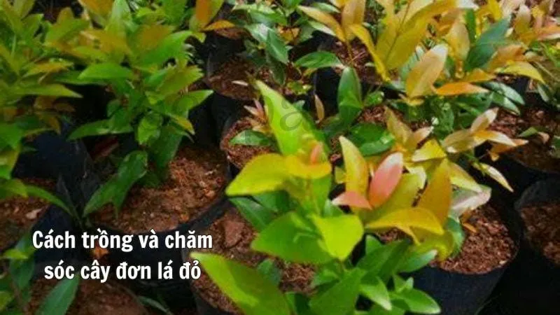 Cách trồng và chăm sóc cây đơn lá đỏ