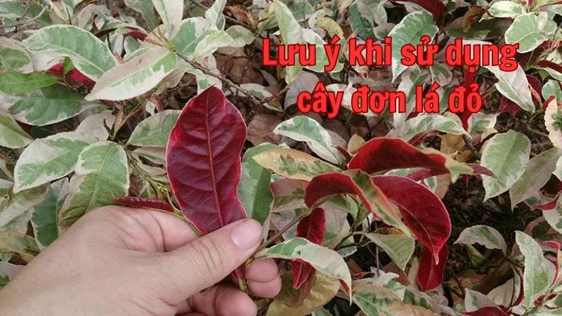 Lưu ý khi sử dụng cây đơn lá đỏ