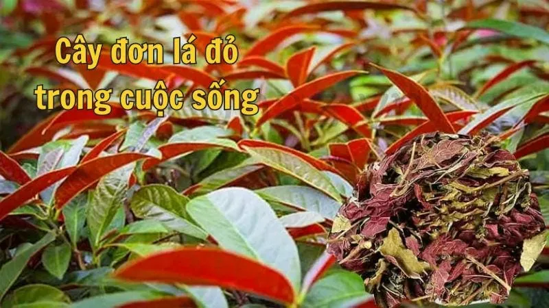 Cây đơn lá đỏ trong cuộc sống