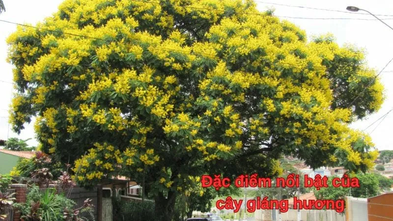 Đặc điểm nổi bật của cây giáng hương