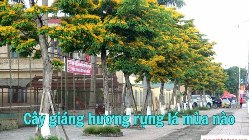 Cây giáng hương rụng lá mùa nào