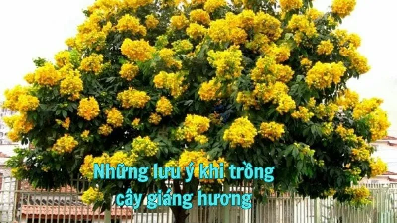 Những lưu ý khi trồng cây giáng hương