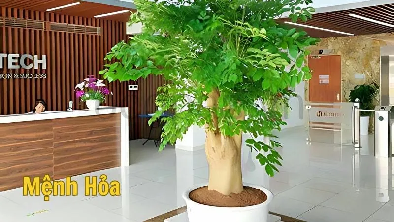 Cây hạnh phúc hợp với mệnh gì?