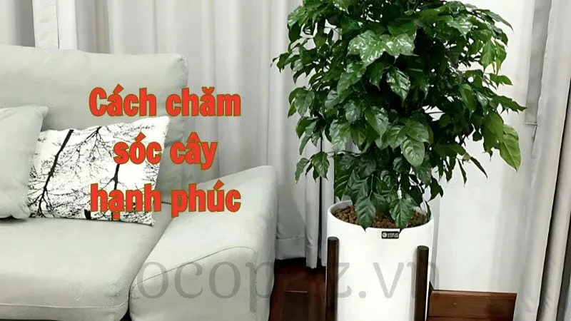 Cách chăm sóc cây hạnh phúc