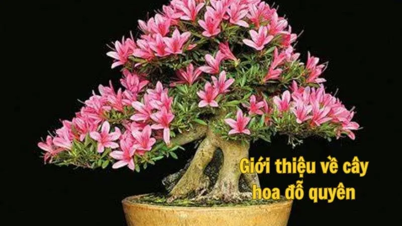 Giới thiệu về cây hoa đỗ quyên